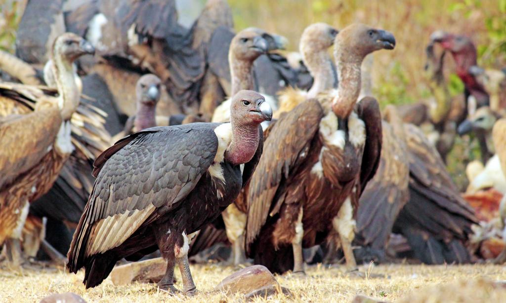 Extinction of vultures affecting ecosystem