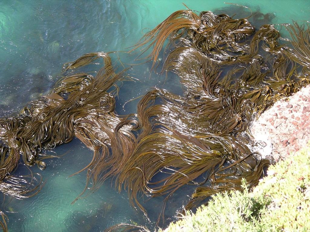 New Zealand’s seaweed ecosystems at risk