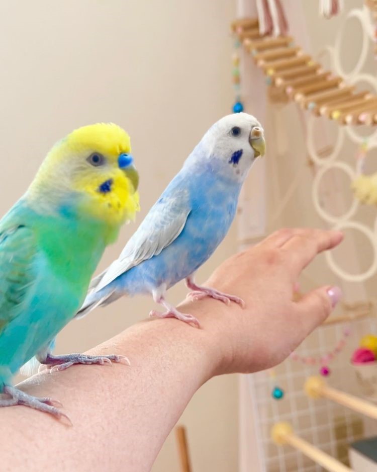 Not a dog or cat person? Choose these chirpy mates!