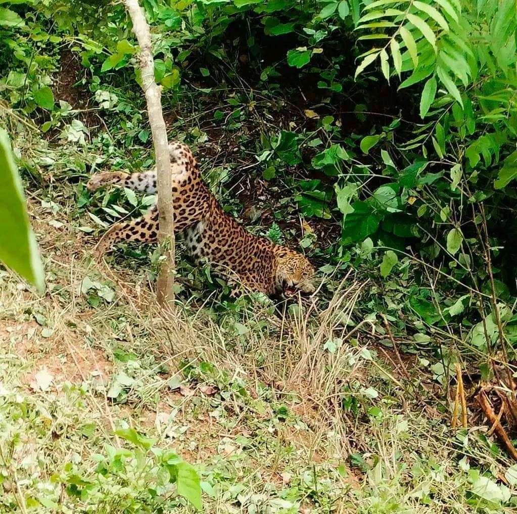 Leopard accidentally caught in a trap