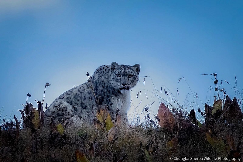 Nepali Photographer captures Snow Leopard