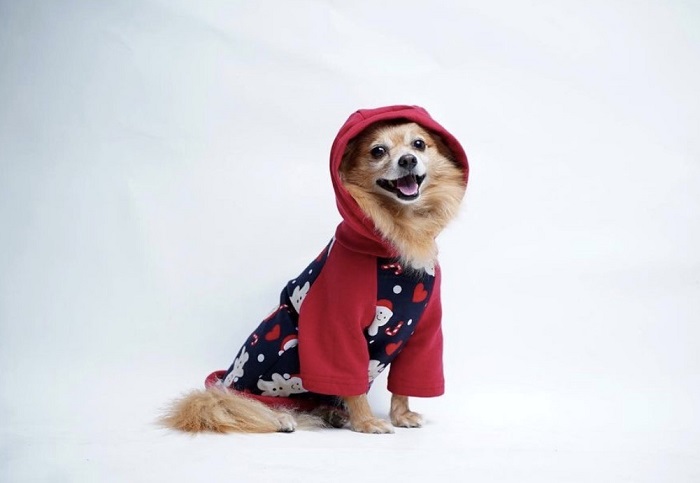 Fashion for pets gaining popularity