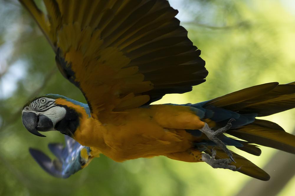 Last wild macaw in Rio is lonely and looking for love