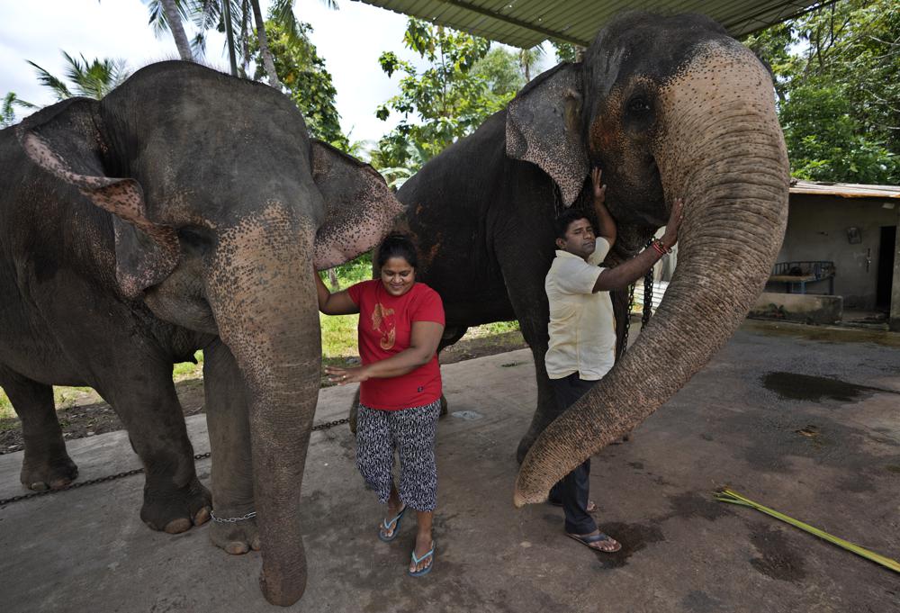 Locals terrorized after elephants start entering villages