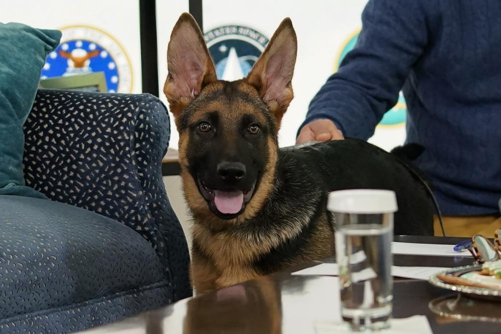 Biden’s dog Commander to make TV debut during ‘Puppy Bowl’