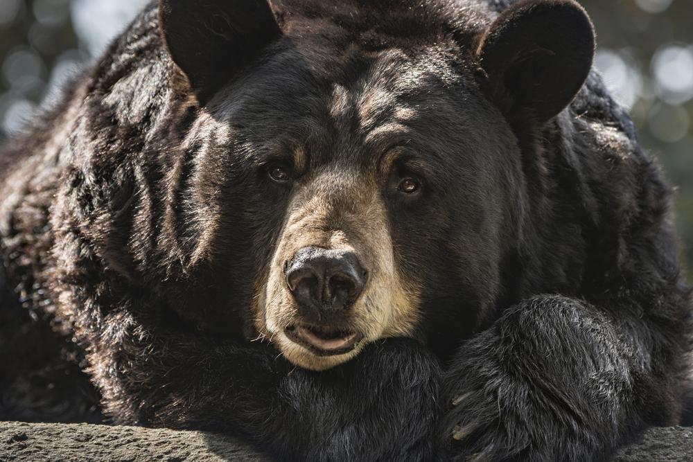 25-year-old black bear dies at Los Angeles Zoo