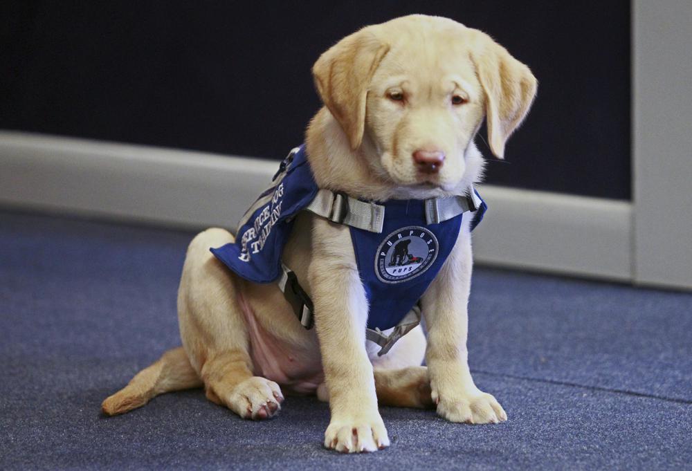 Aroostook County to have dedicated courthouse therapy dog