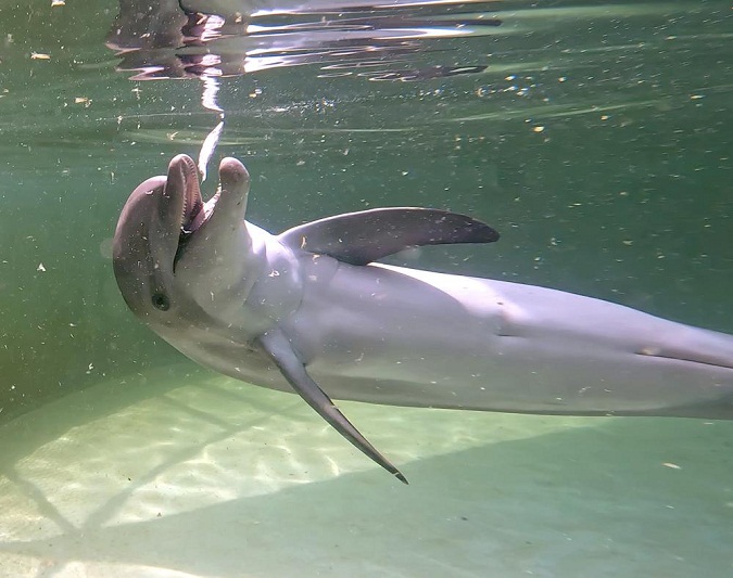 Rehabilitated dolphin arrives at Florida Keys facility