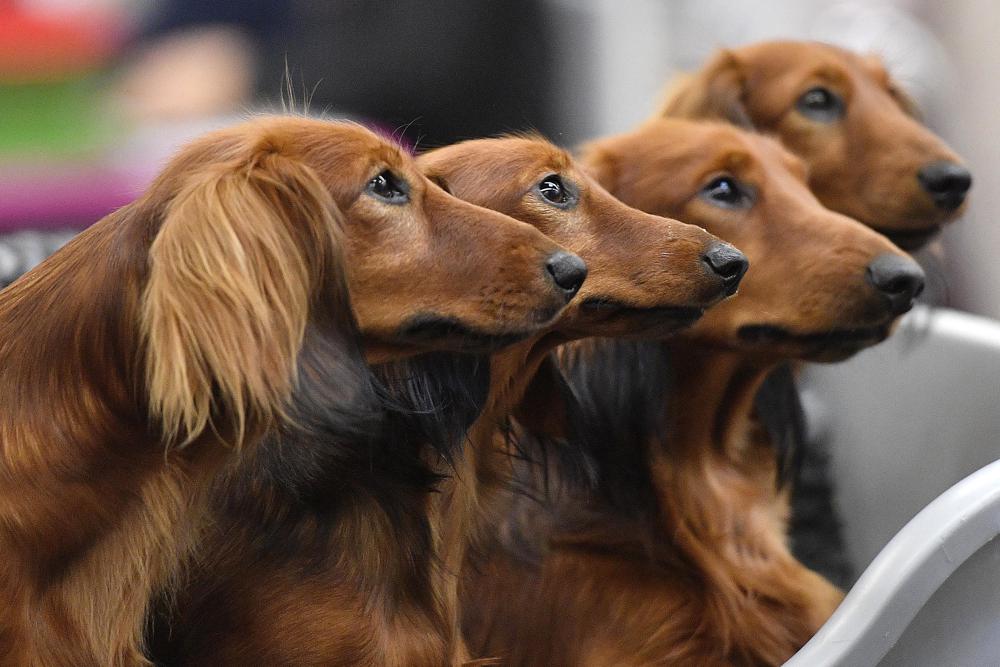 Your dog’s personality may have little to do with its breed