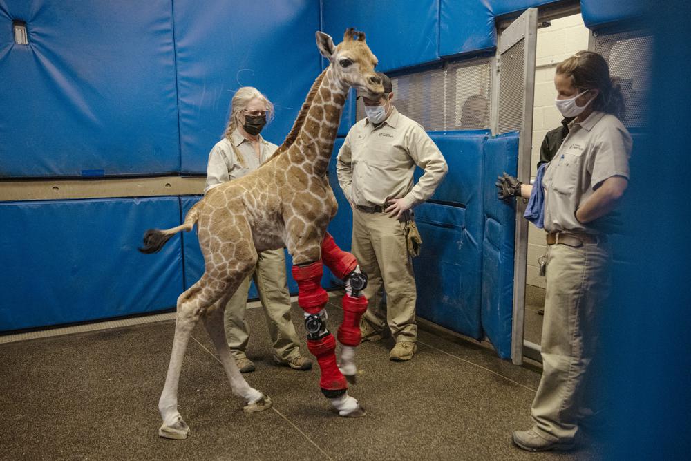 Human medicine rescues giraffe