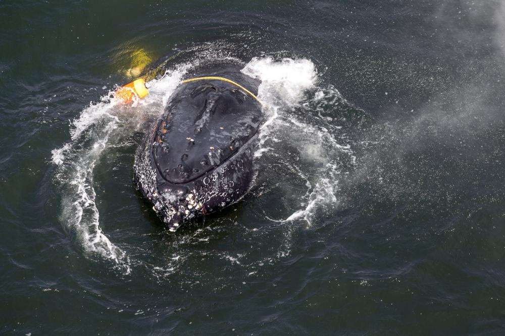 Whales off California coast delay commercial crab season