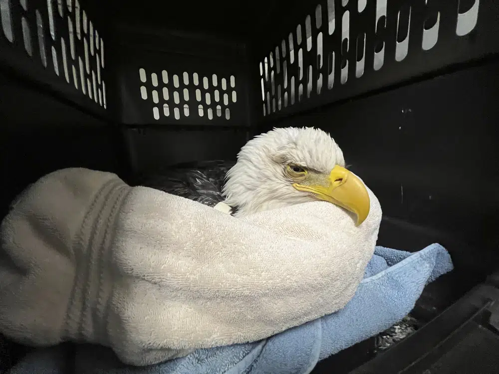 3 bald eagles die after eating euthanized animals