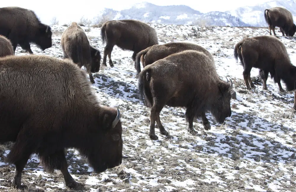 13 bison dead after truck hits herd