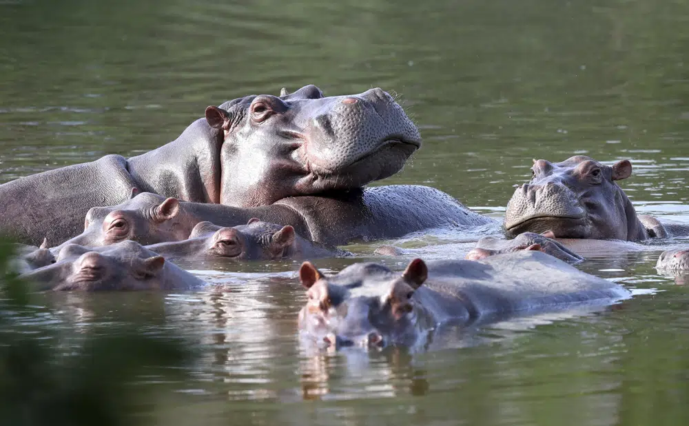 Colombia proposes shipping invasive hippos