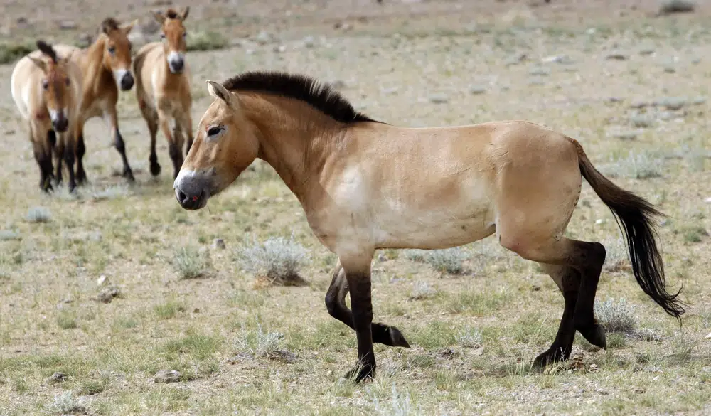 Horseback riding dates back to 5,000 years