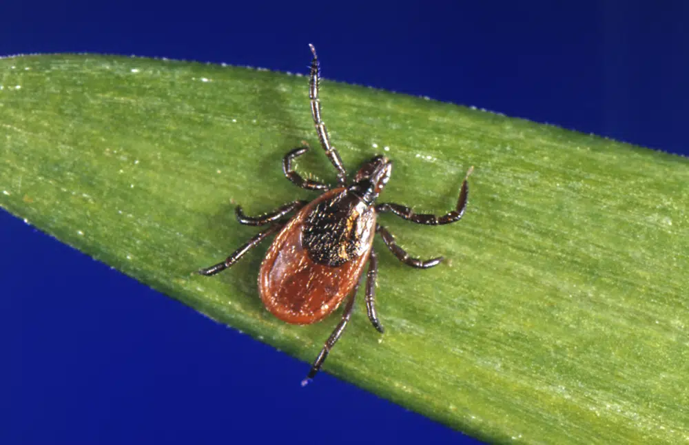 Lyme season following a mild winter