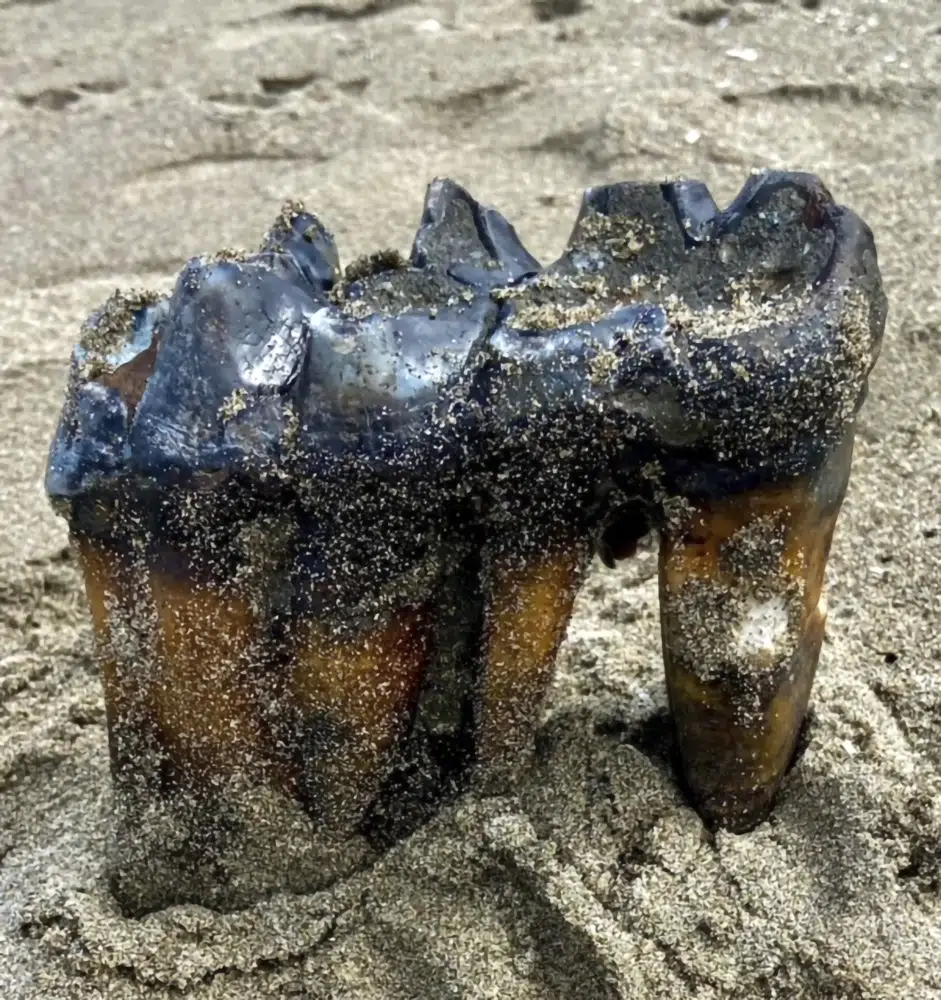 Ancient mastodon tooth found on California beach