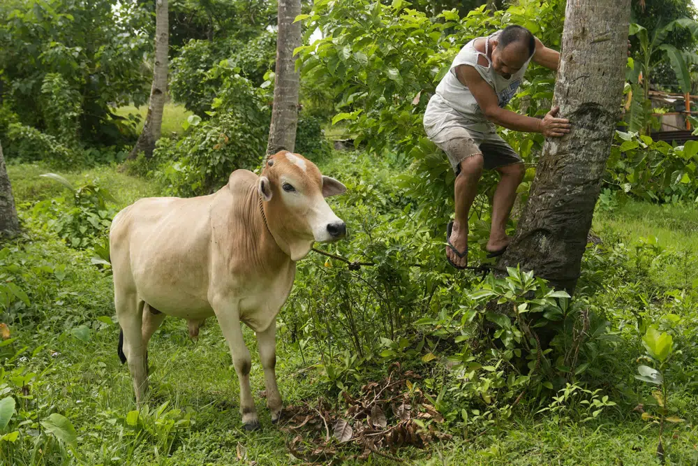 Thousands of cattle evacuate from Philippine volcano