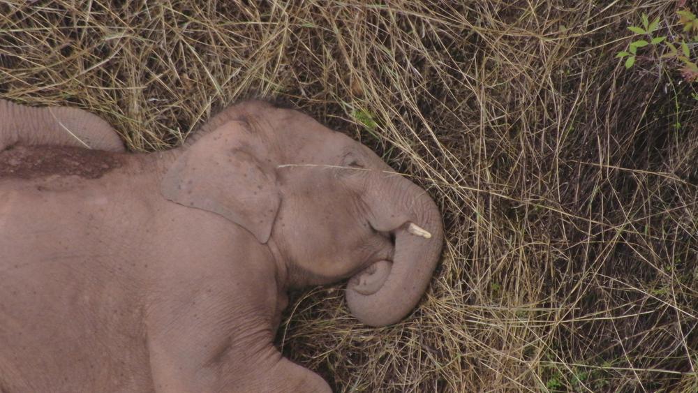 Trunk of tamed elephant cut off