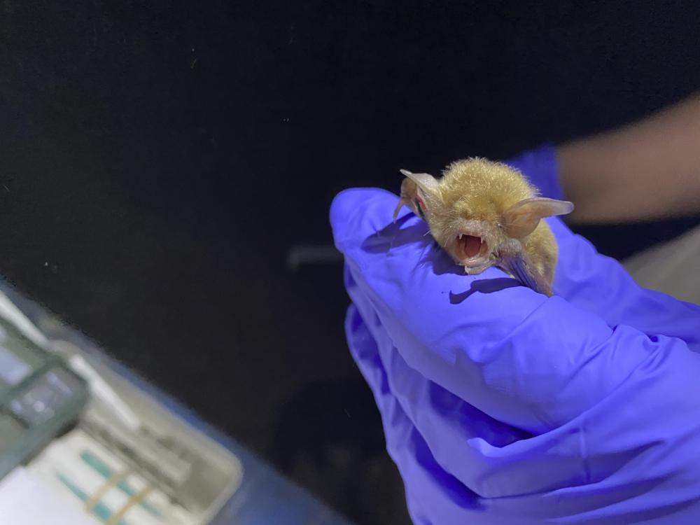 Biologists try to protect bats from deadly fungus in Utah