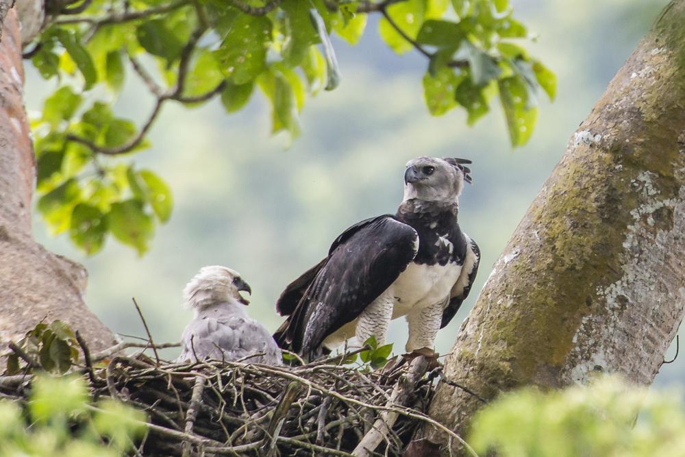 Birds of prey face global decline from habitat loss, poisons