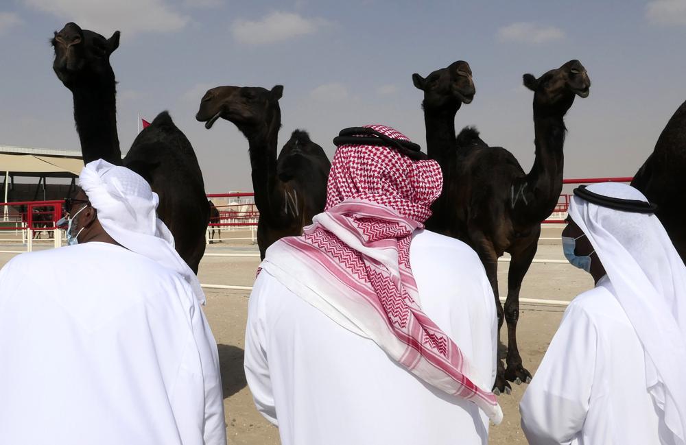 Camels compete for crowns in beauty pageant