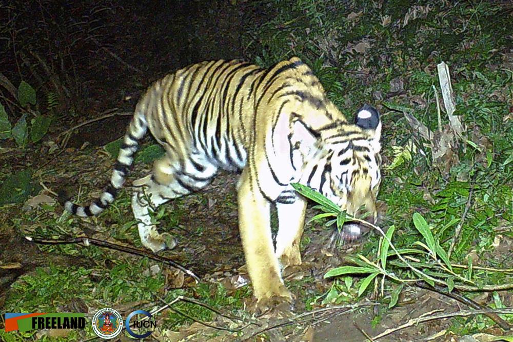 Thai wildlife group says tiger missing a leg needs help