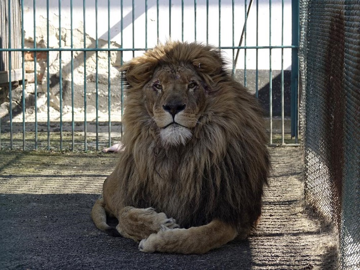 Simba the lion, wolf safely evacuated from Ukraine