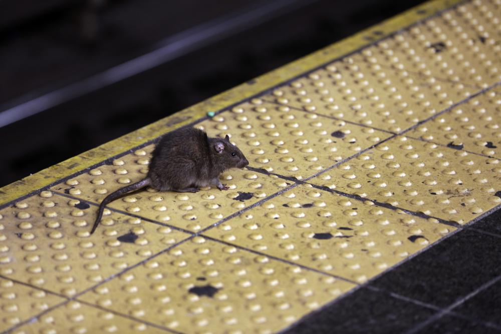 As New Yorkers emerge from pandemic, so do rodents