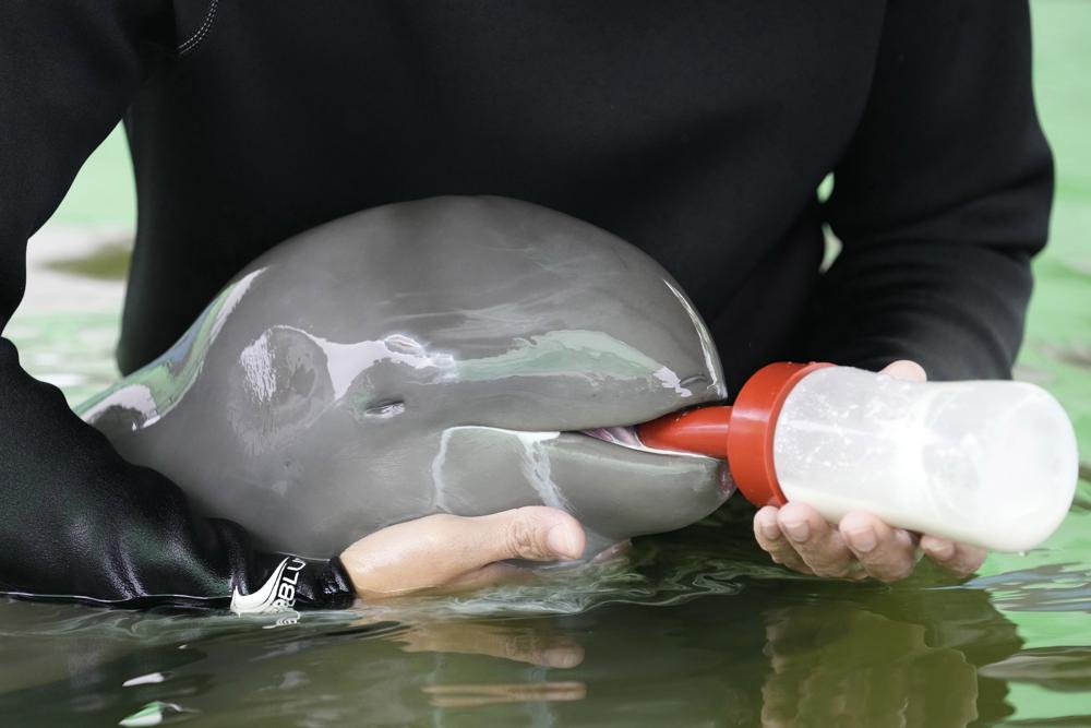 Rescued Irrawaddy dolphin calf dies despite weeks of care