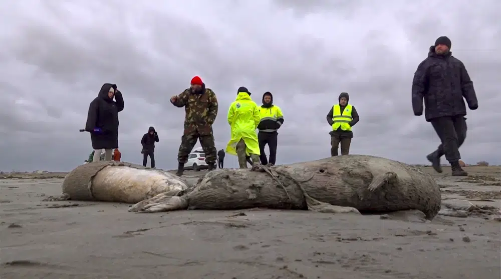 Mass seal death likely due to hypoxia