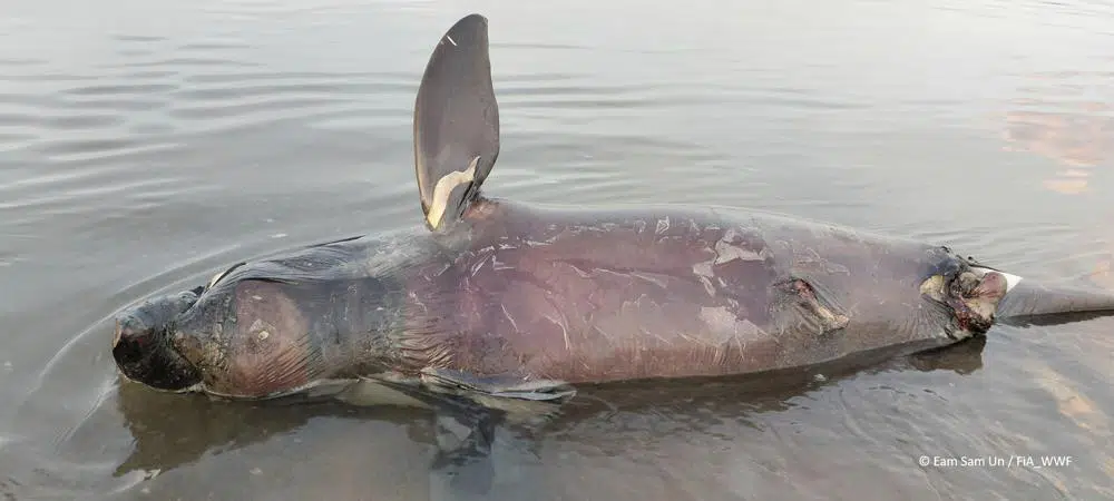 3 Cambodian dolphins death raise alarm