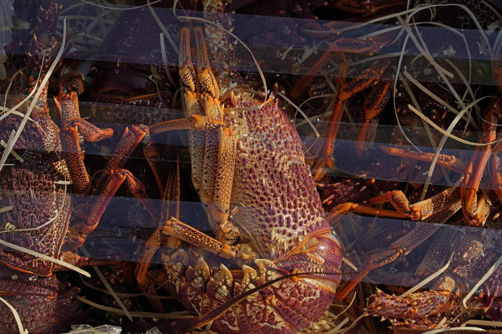 Hong Kong customs seize smuggled lobsters amid Australia ban