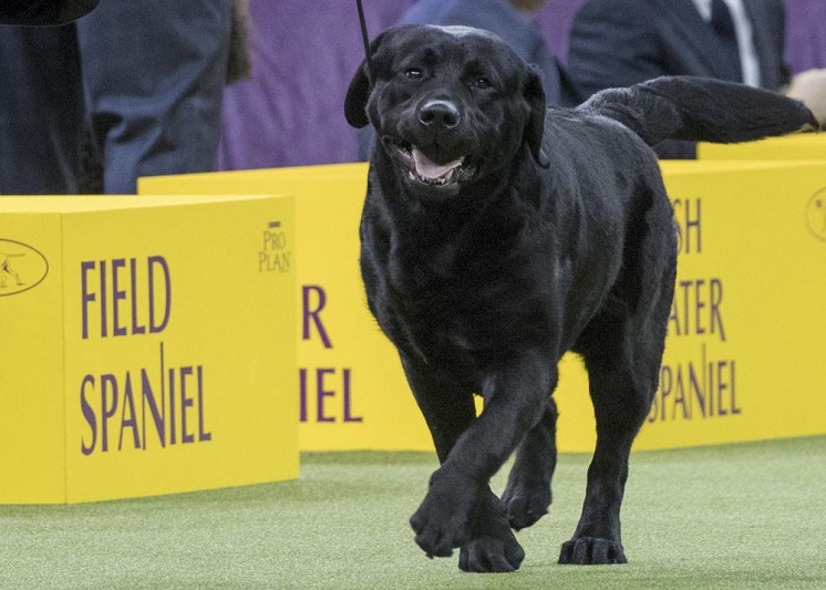 Poodles pop in popularity, but Labs still No. 1 in US