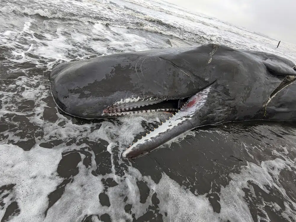 Sperm whale beached in Oregon killed by ship