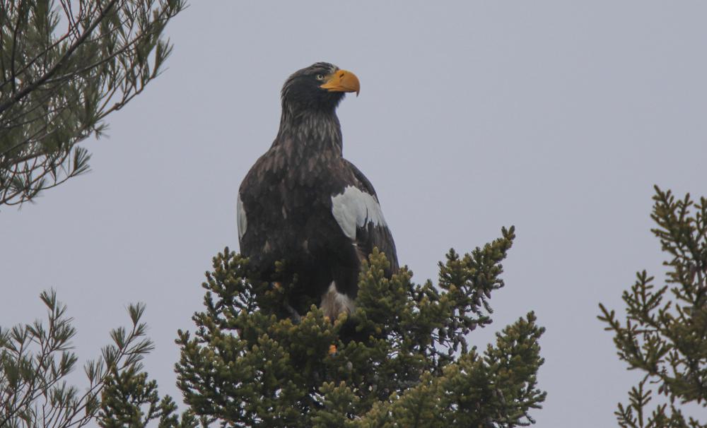 Rare eagle seen in Maine, wowing birders