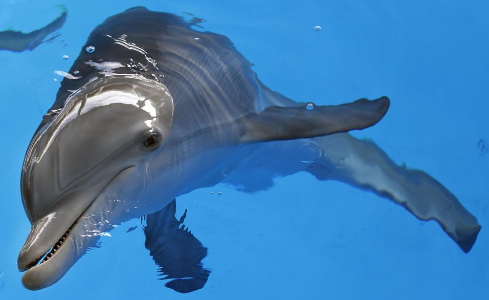 Beloved ‘Dolphin Tale’ star Winter died of twisted intestine