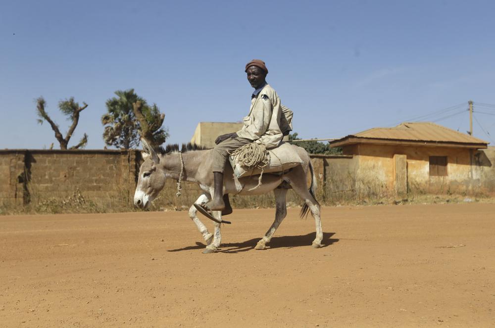 Nigeria seizes donkey penises to be smuggled to Hong Kong