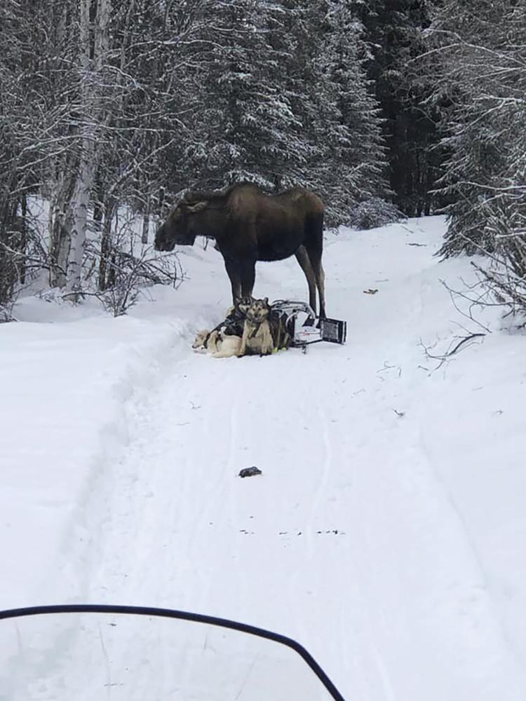 Moose attacks Iditarod rookie’s sled team