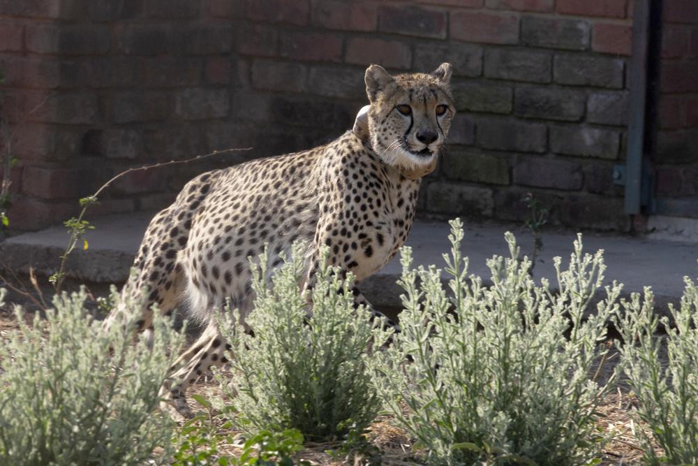 South African cheetahs to go to parks in India, Mozambique