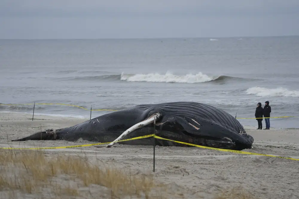 Vessel strike blamed for humpback whale’s death