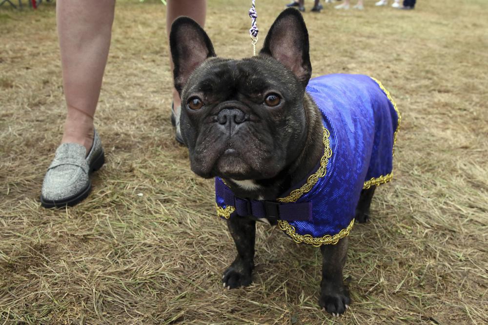 Westminster dog show gets 4 finalists