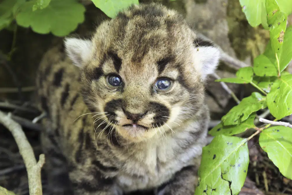 3 healthy kittens born to mountain lion tracked