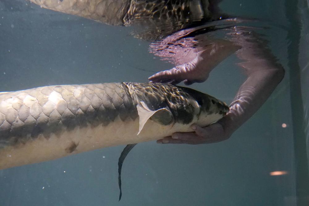 Meet Methuselah, the oldest living aquarium fish