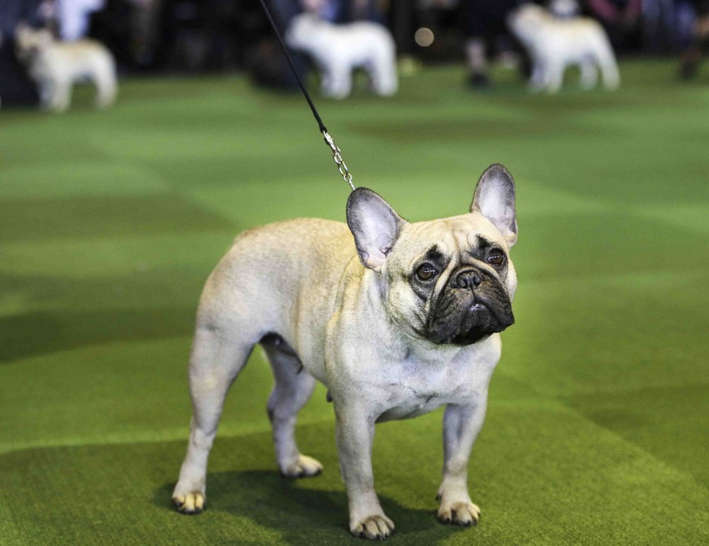 French bulldogs now 2nd most popular US dog