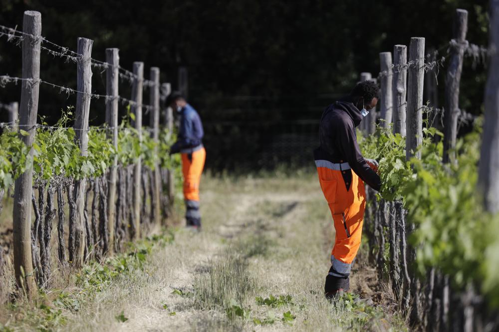 Asylum-seekers help produce Italy’s famous Brunello wine