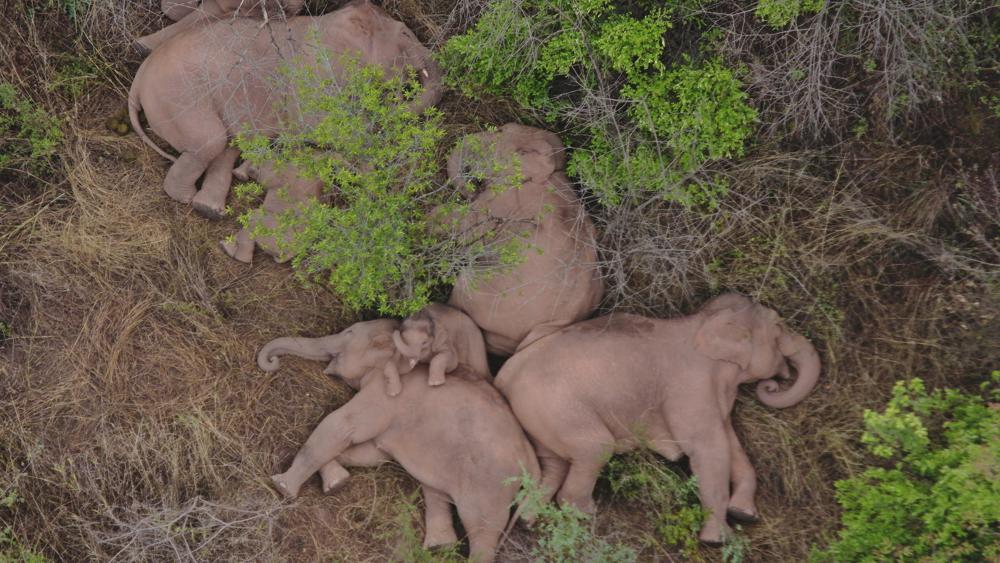 China’s wandering elephants on the move again