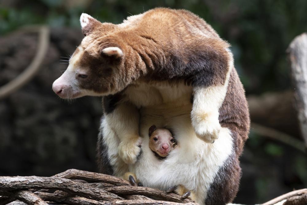 Bronx Zoo announces birth of rare tree kangaroo