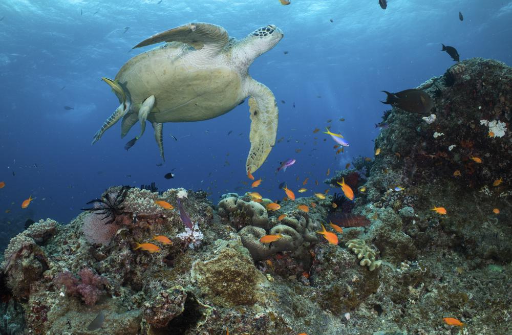 Australia to protect Barrier Reef by banning coal mine