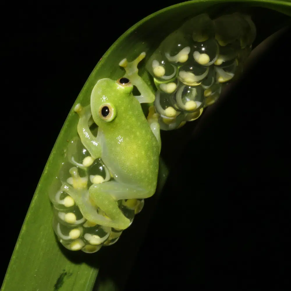 Why are some frogs transparent?